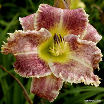 Ziezmariu Chameleonas