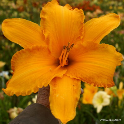 Zimtstaub Encore (2)