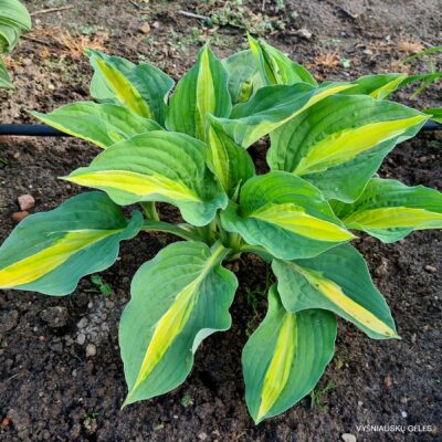 ‘Alan Titchmarsh’ (2)