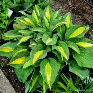 ‘Alan Titchmarsh’