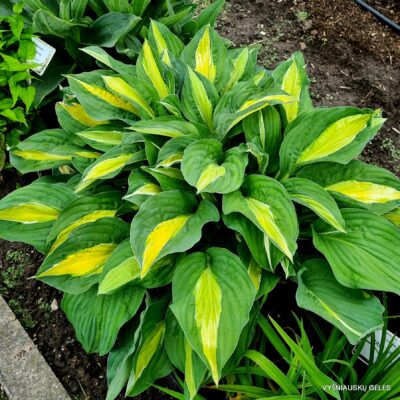 ‘Alan Titchmarsh’