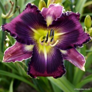 ‘Alpha and Omega’