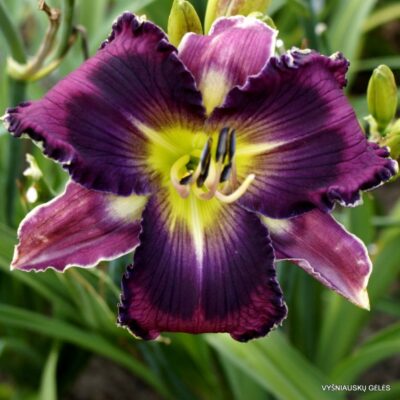 ‘Alpha and Omega’