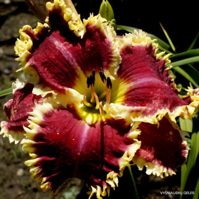 ‘Apatura Morning Bird’