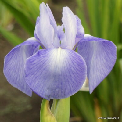 ‘Richard Greaney’