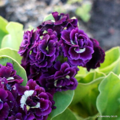 Ausytoji raktažolė 'Kirklands' (2)