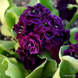 Ausytoji raktažolė 'Kirklands'