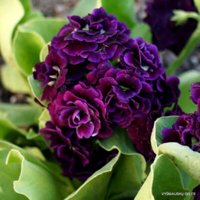 Ausytoji raktažolė 'Kirklands'