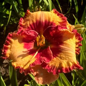 Daylily 'Giedre' Daylily 'Giedre'
