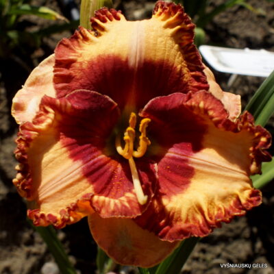 Daylily-Giedre