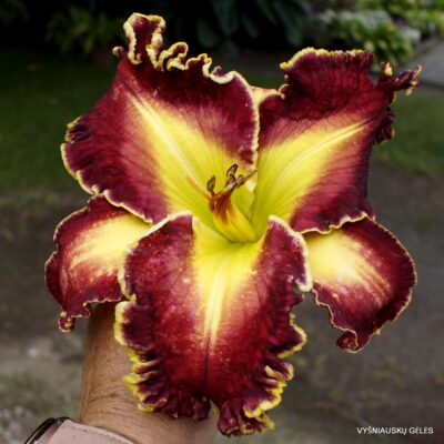 Viendienė Red Rageous (2)