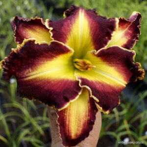 Viendienė Red Rageous