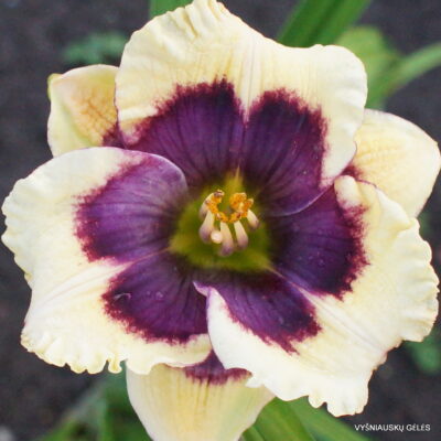 viendienė Blue Eyes White Dragon