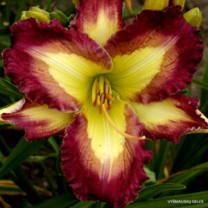 viendienė Diamond Shores