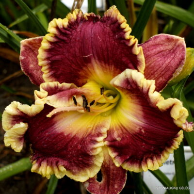 viendienė Linda Bell