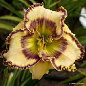 viendienė Royal Cypher