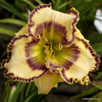 viendienė Royal Cypher