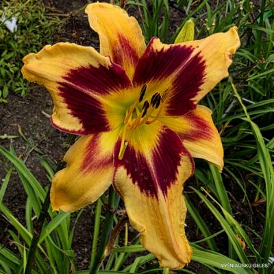 viendienė Spacecoast Red Eyed Monster (2)