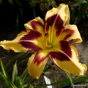 viendienė Spacecoast Red Eyed Monster