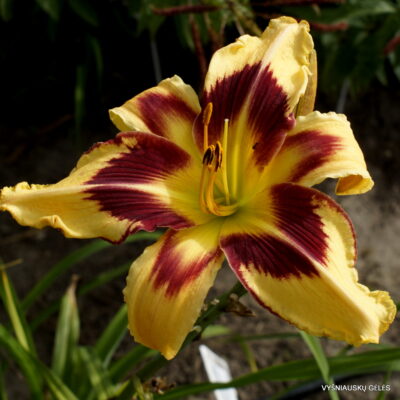 viendienė Spacecoast Red Eyed Monster