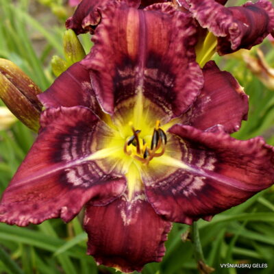 viendienė ‘Absolutely Stellar’ (2)