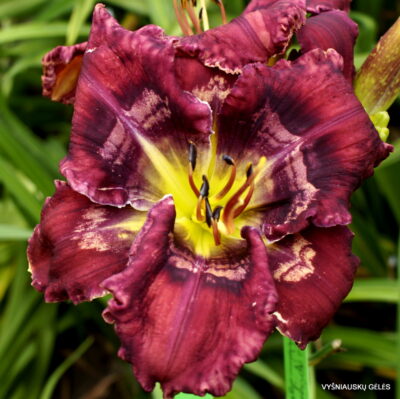 viendienė ‘Absolutely Stellar’