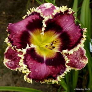 viendienė ‘Tumbleweed’